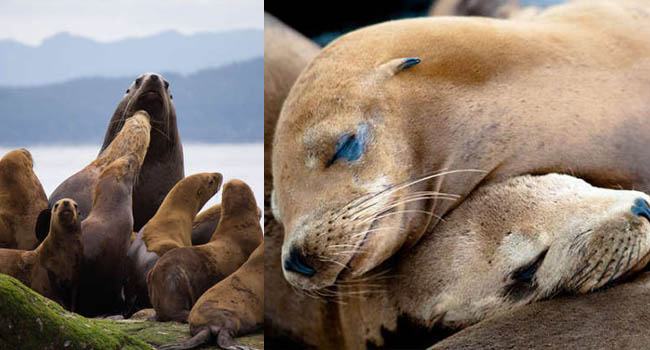 Chính phủ Mỹ ra lệnh giết hàng trăm gia đình sư tử biển gây tranh cãi dữ dội