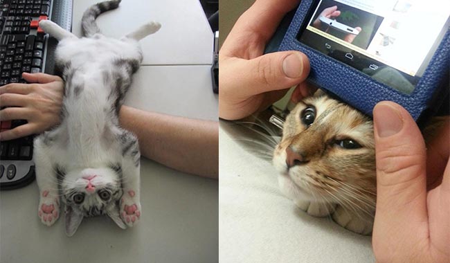 17 minh chứng cho thấy mèo chính là kẻ quấy rầy nhất cái xã hội loài người này