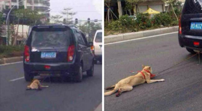 Phẫn nộ chú chó đáng thương bị chủ trói vào ô tô và kéo lê trên đường