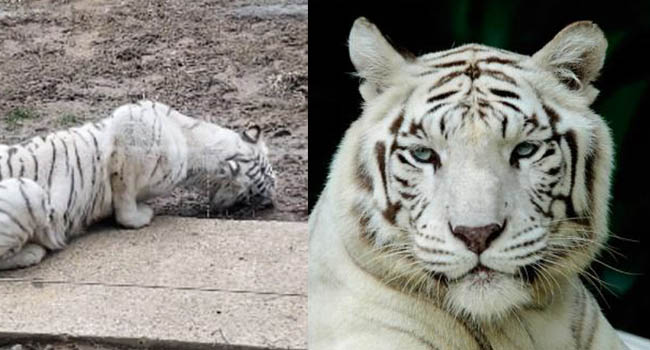 Đau lòng hình ảnh chú hổ trắng quý hiếm phải ăn đất vì bị bỏ đói