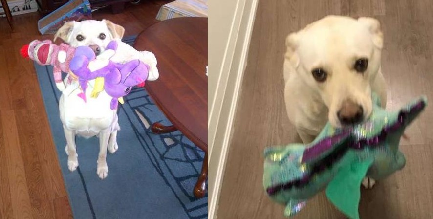 Cô chó nhỏ hiếu khách nhất quả đất cùng cách đón chào đặc biệt