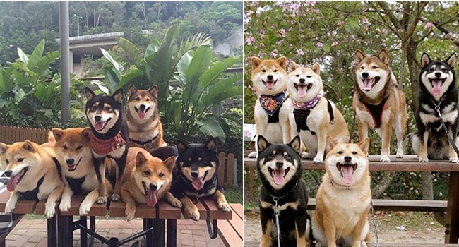 Gặp gỡ 6 anh em nhà Shiba vui tính nhất mạng xã hội làm hàng triệu con tim bị ngã gục 
