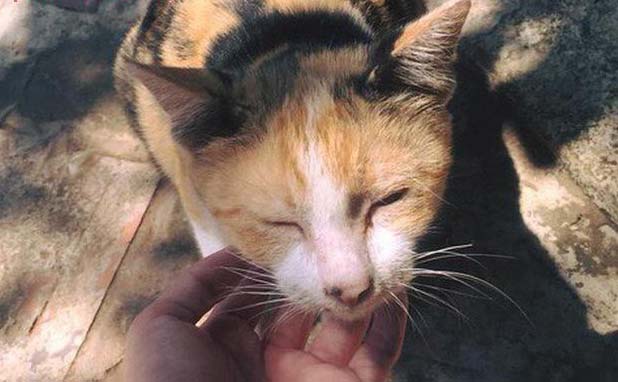 Có ức không cơ chứ, bỏ nhà đi 3 tháng rình đúng 28 tết vác bụng bầu về lộ diện cô mèo hư nhất của năm