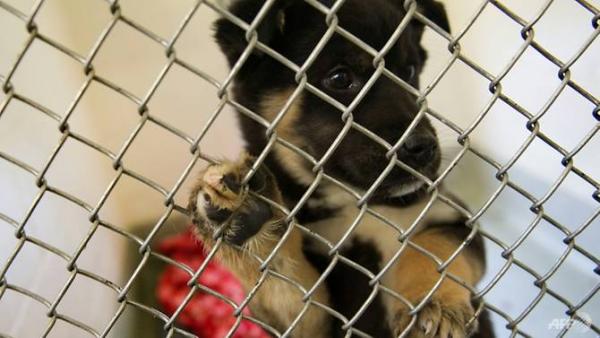 Tổ chức bảo vệ động vật lớn nhất Hàn Quốc bí mật giết hàng trăm con chó để có thêm 40 tỷ tiền quyên góp mỗi năm