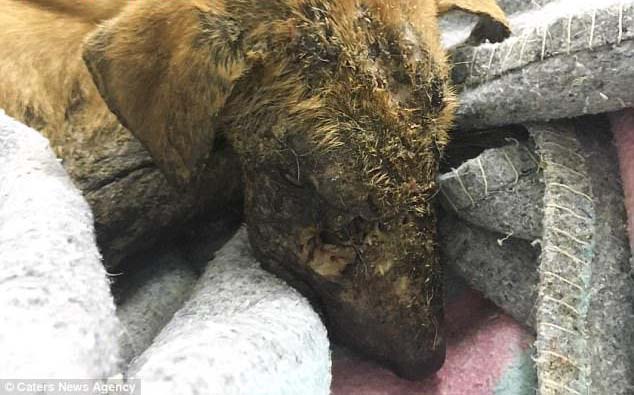 Phát hiện trong tình trạng mê man, thương tích đầy mặt, chú chó được cứu sống một các kỳ diệu