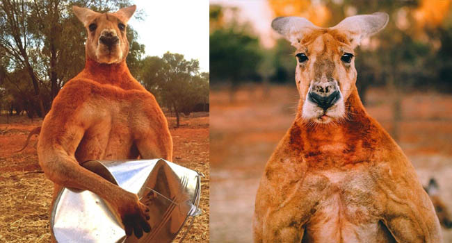 CĐM tiếc nuối khi “hotboy” kangaroo tay không bóp nát xô kim loại và có tới 12 cô vợ đã qua đời