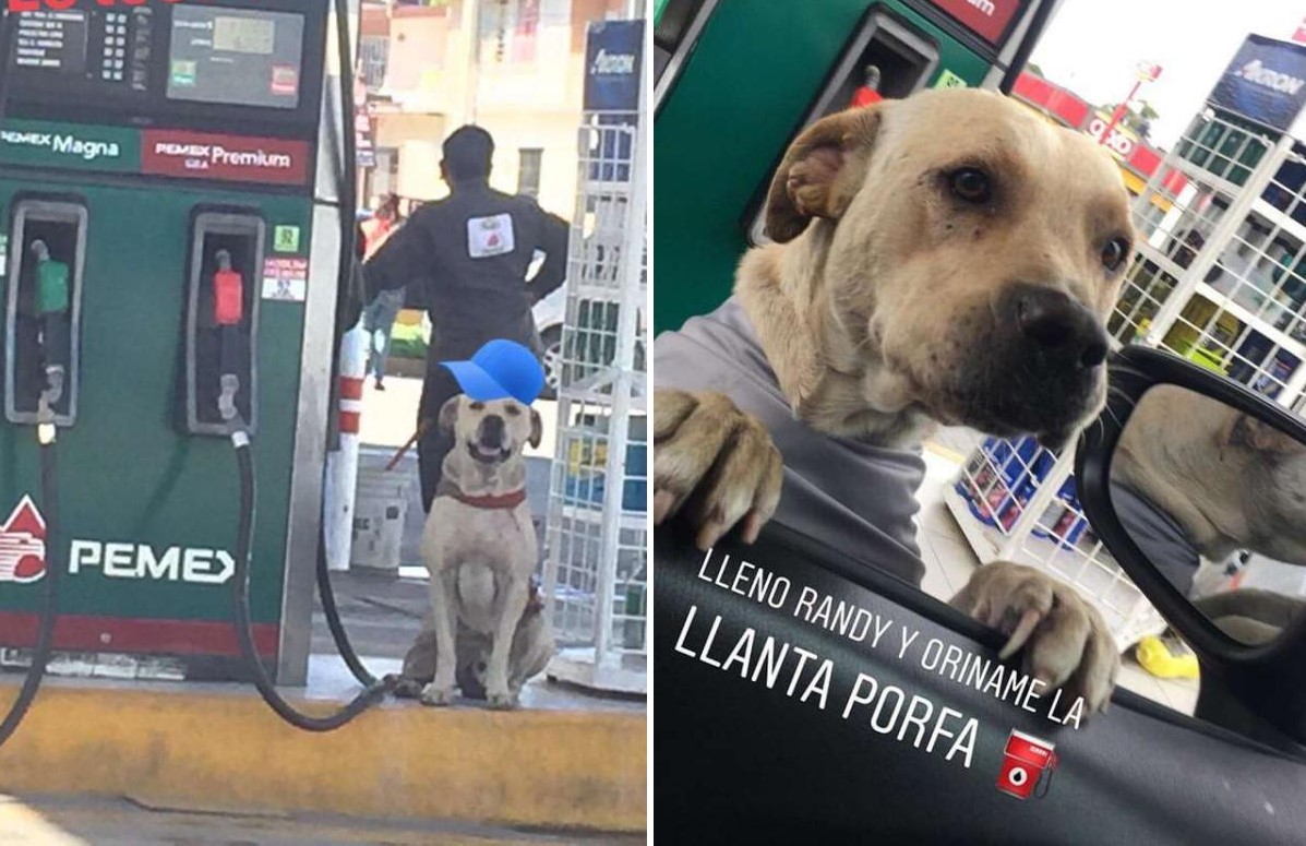 Chú chó hoang bất chấp nguy hiểm, lao vào bảo vệ ân nhân: Cứu vật, vật trả ơn là đây