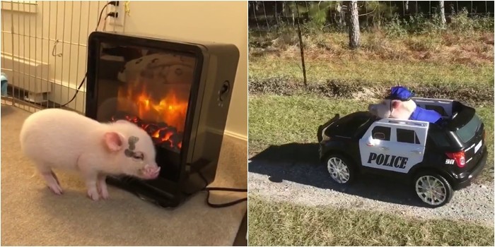 Bạn có biết, sau chó và mèo thì giờ đây đã đến thời đại của các “boss” heo hay không?