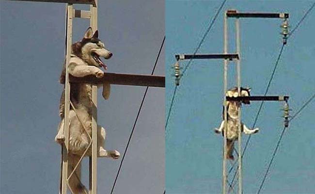 Chẳng may nuôi trúng chú chó Husky ngốc nghếch, chủ nhân sụp đổ khi mỗi ngày phải cứu nó 1 lần