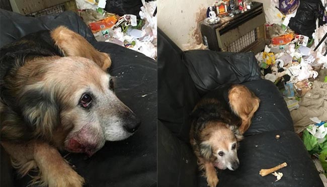 Chú chó già bị bỏ rơi, sống trong ngôi nhà toàn rác đợi chủ về, trên mặt mang khối u nặng trĩu