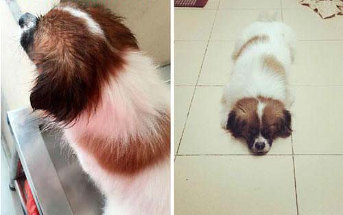 Chú chó chảy nước mắt chia tay người chủ sau 11 năm gắn bó tại TP. Hồ Chí Minh