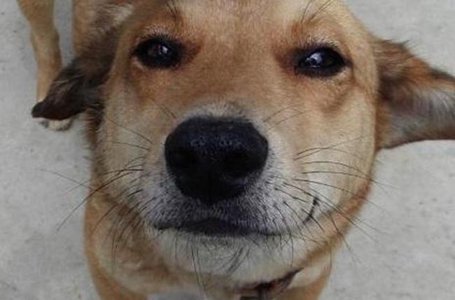 Chú chó cảm thấy đau bụng, bèn tự mình đi tìm bác sĩ để khám