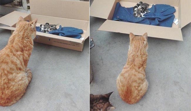 Vợ sinh 6, mèo bố sốt sắng tới thăm con, nhưng rồi lại chỉ biết câm lặng đứng nhìn từ xa