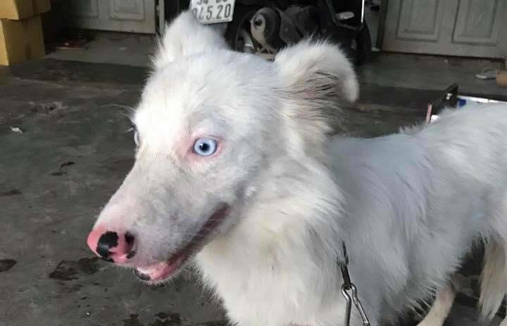 Cô gái buồn lòng vì bị mọi người ném đá với lý do dùng tiền triệu chuộc chú chó xấu xí từ lò mổ