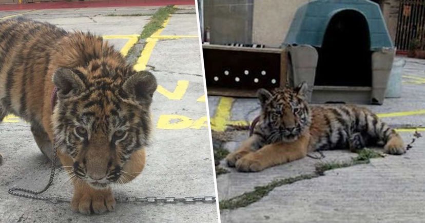 Bé hổ với khuôn mặt buồn bã tuyệt vọng bị xích ngoài nhà hàng khiến cộng đồng mạng phẫn nộ