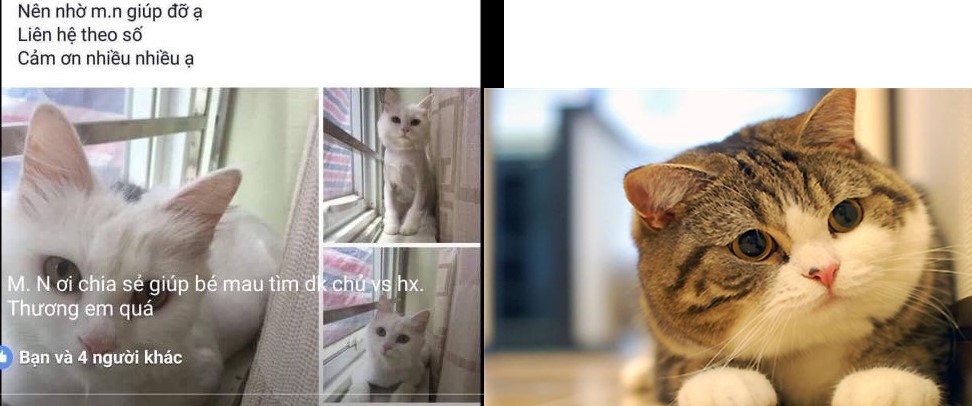 Dân mạng phẫn nộ với anh chàng “nhận vơ” mèo rồi đòi tiền chuộc 500 nghìn đồng