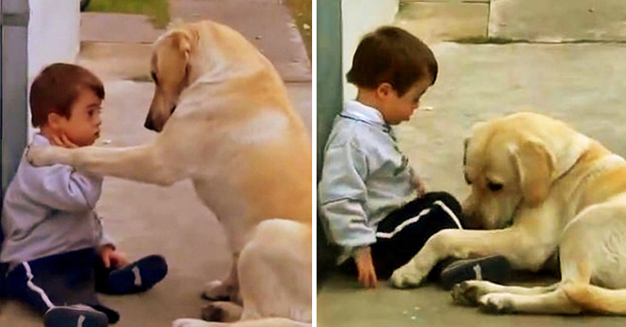 Tình cảm chân thành của chú chó vàng dành cho cậu chủ nhỏ mắc bệnh Down