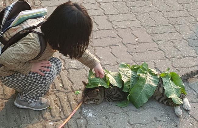 Cô bé lấy lá làm chăn cho em mèo đang hồn nhiên nằm ngủ giữa đường