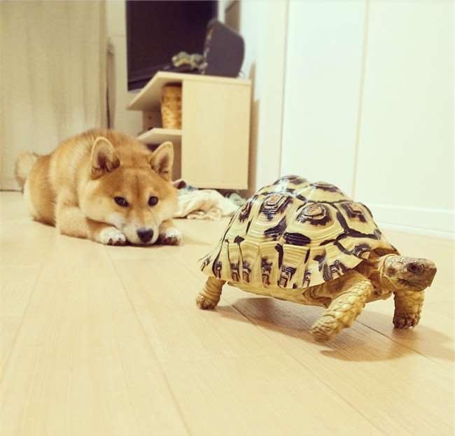 Lớn lên cùng bạn rùa, chú chó Shiba đáng yêu cũng lầm tưởng mình là rùa