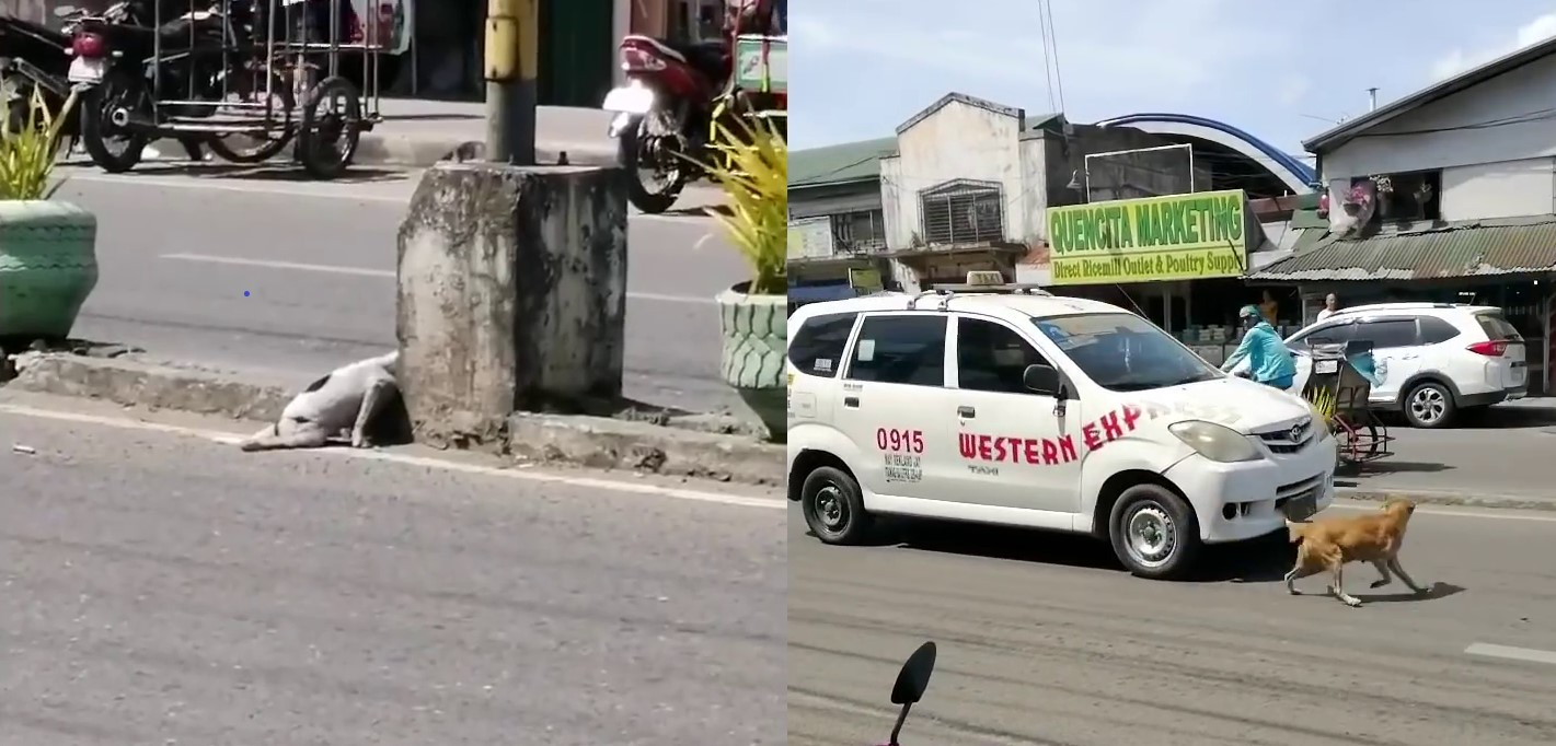 Đau lòng khoảnh khắc chó mẹ cầu cứu khắp nơi khi chó con bị xe đâm nằm bất động