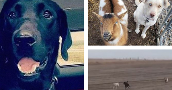 Dân mạng phát sốt với con chó mực đi hoang cả tháng, lúc về dắt thêm 2 bạn chó và dê