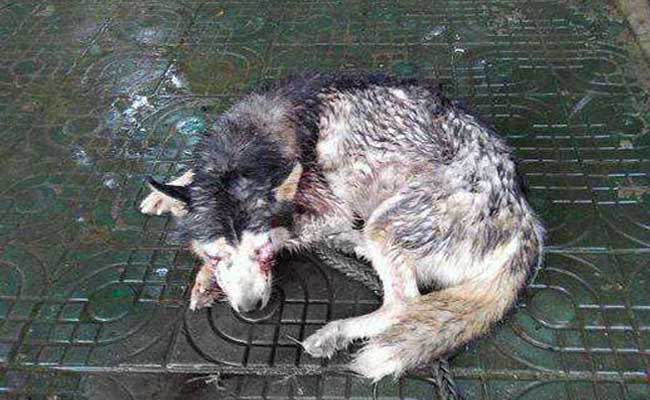 Chú chó Husky đáng thương bị móc 2 mắt nằm bất lực dưới mưa gây phẫn nộ