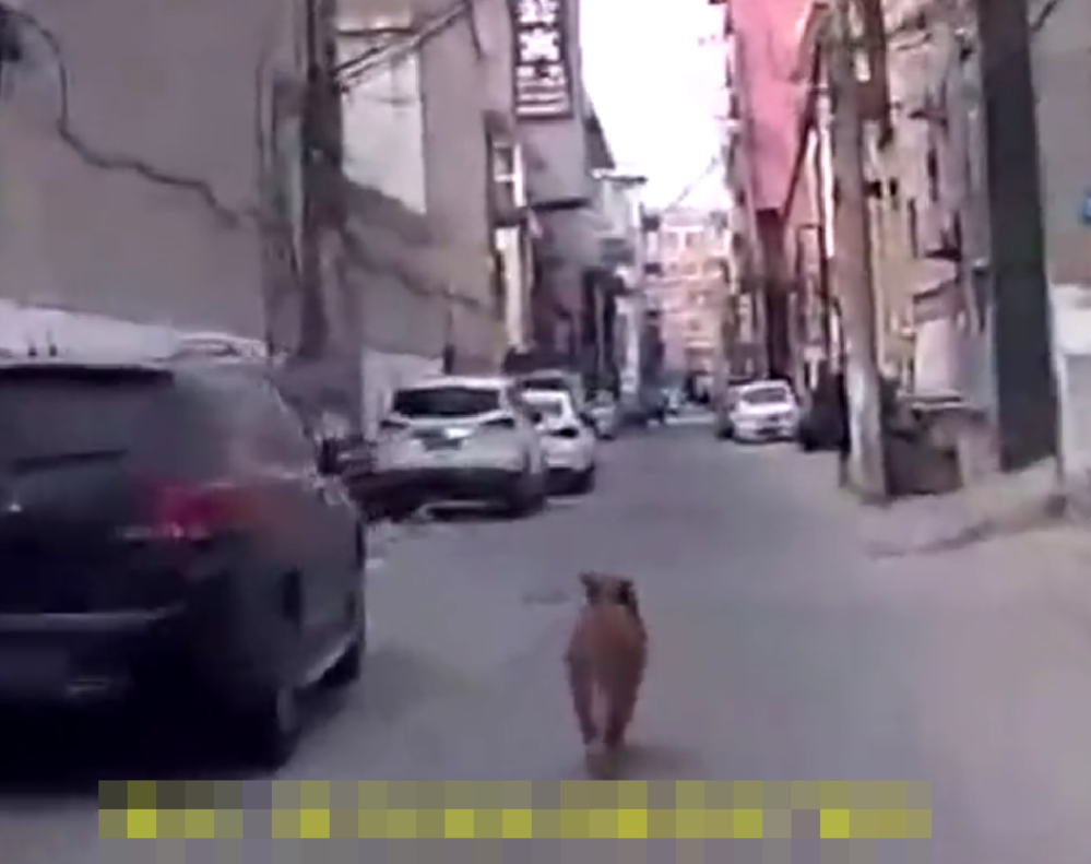 Chú chó thông minh dẫn đường cho xe cứu thương đến nơi chủ nhân bị đột quỵ