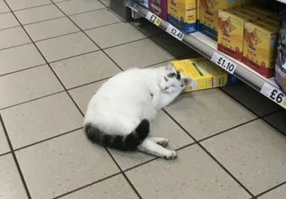 Một chú mèo béo ngốc nghếch hiên ngang đi vào siêu thị, trộm đồ ăn cho đẫy rồi ngủ luôn lại đó