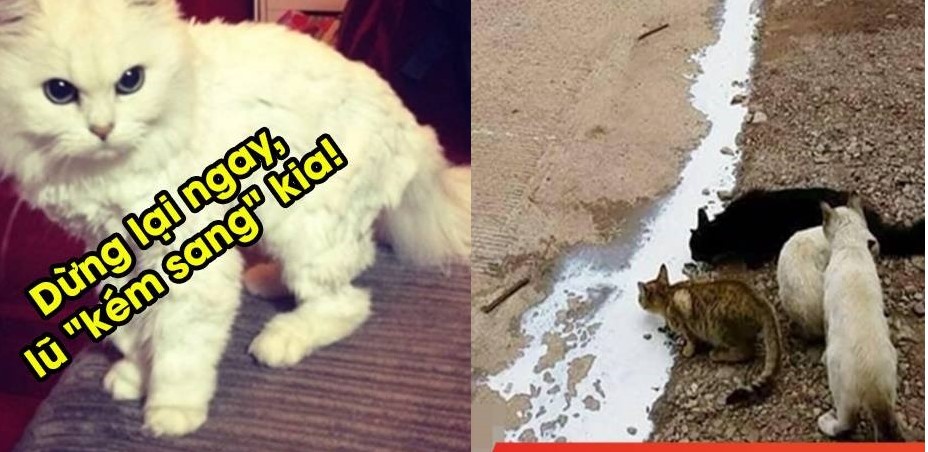 Xe chở sữa gặp nạn, 4 "quàng thượng" hôi của bị CĐM mắng yêu: "Không có tự trọng"