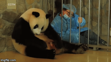 Chú gấu Chengda đang trong quá trinh sinh nở.