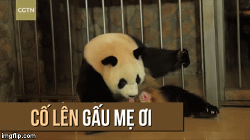 Gấu trúc sinh con nhanh như bắn tên lửa.