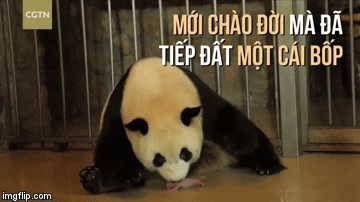 Gấu mẹ ngoạm lấy và âu yếm con.