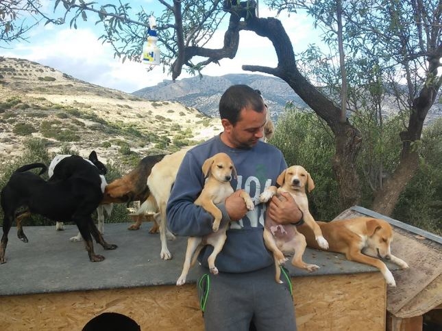 Save da “Boss”: Takis – người đã đánh đổi sự giàu có để chăm sóc cho hơn 500 chú chó bị bỏ rơi