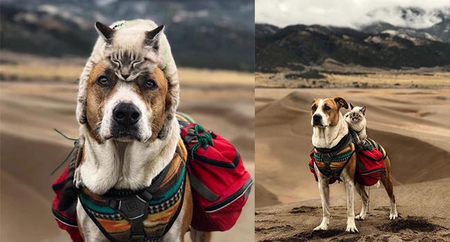 Bộ ảnh cặp đôi phượt thủ chó mèo đưa nhau đi khắp thế gian