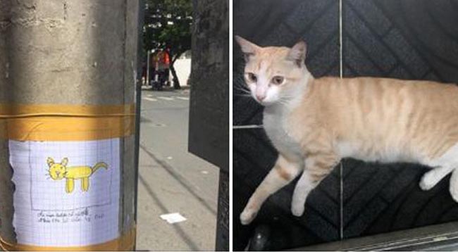 Chú mèo cưng được “vẽ chân dung” tìm kiếm hôm nào giờ đã trở về nhà an toàn