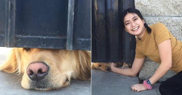 Chú chó nổi tiếng thế giới vì mỗi ngày đều nhòm qua khe cửa để chờ bạn thân tới vuốt ve