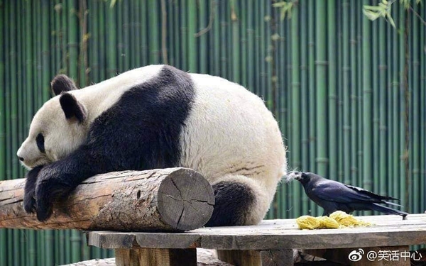 Góc "tỉnh" như chim: Chú chim ngang nhiên lấy lông của gấu trúc về làm tổ như đúng rồi