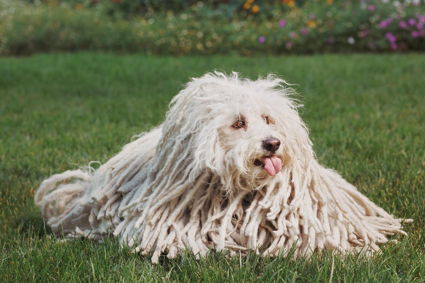 Facebook này kiếm 2 triệu Like chỉ nhờ vài ảnh “chổi lau nhà” mỗi năm, lý do đằng sau chẳng ai ngờ tới được