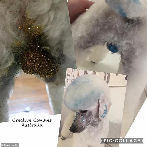 Trào lưu mới "phun nhũ" lấp lánh vào "cặp bi" của thú cưng khiến nhiều người phẫn nộ