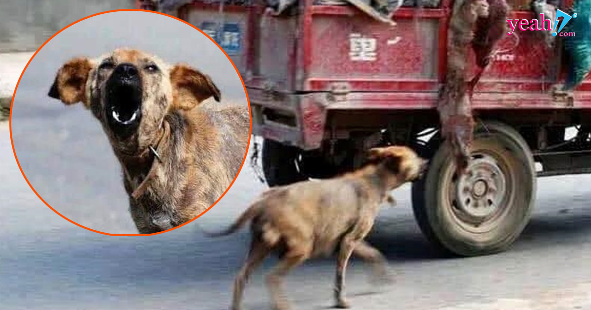 Rơi nước mắt câu chuyện xúc động về loài chó cuối năm Mậu Tuất