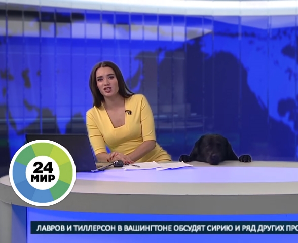 Thản nhiên xông vào trường quay truyền hình trực tiếp, đây chính là chú chó nổi nhất đêm nay