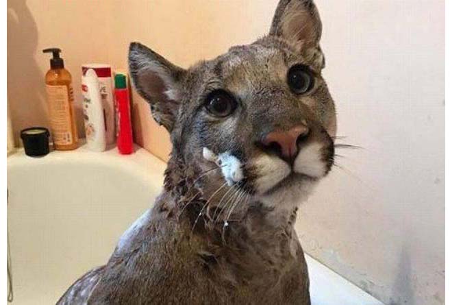 Không biết khóc hay cười cho chàng trai ngô nghê đến mức cưu mang báo sư tử vì nghĩ đó là mèo