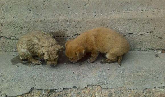 Đằng sau câu chuyện chú chó liên tục đi “Ăn xin”