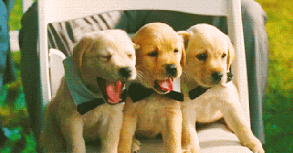 16 lý do mà bạn nên tìm ngay một chú chó Golden liền ngay và lập tức