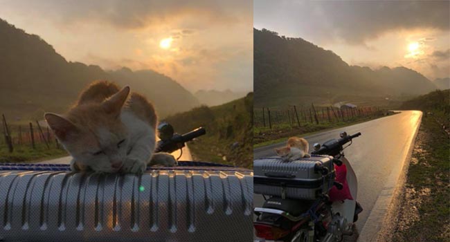 Đang đi phượt một mình thì thấy chú mèo hoang, thanh niên cho luôn lên xe đi cùng