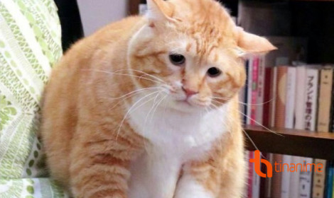 NỖI ÁM ẢNH SAU TẾT: KẾT THÚC TẾT LÀ XUẤT HIỆN "QUÁI VẬT BỤNG MỠ"!