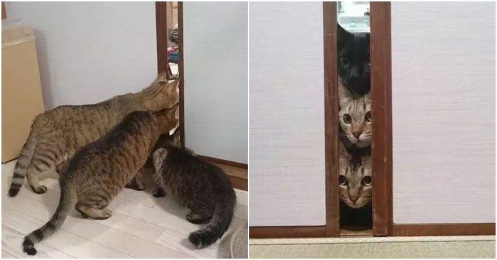 18 khoảnh khắc ‘lần đầu tiên’ của thú cưng khiến bạn phải phì cười