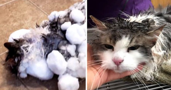 Câu chuyện ấm áp: Cô mèo được "rã đông" sau khi đóng băng vì đợt lạnh thấu xương ở Mỹ