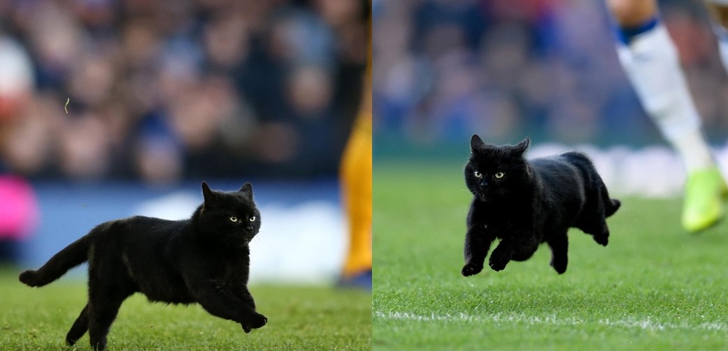 "Hoàng thượng" thản nhiên xông vào sân bóng, đuổi mãi không đi, cảnh sát phải vào cuộc