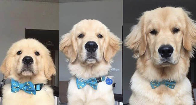 8 hình ảnh đối lập của thú cưng khi lớn lên, tuổi tác đúng là một ‘con dao vô tình’